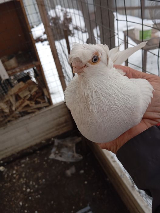 Продам голубей..