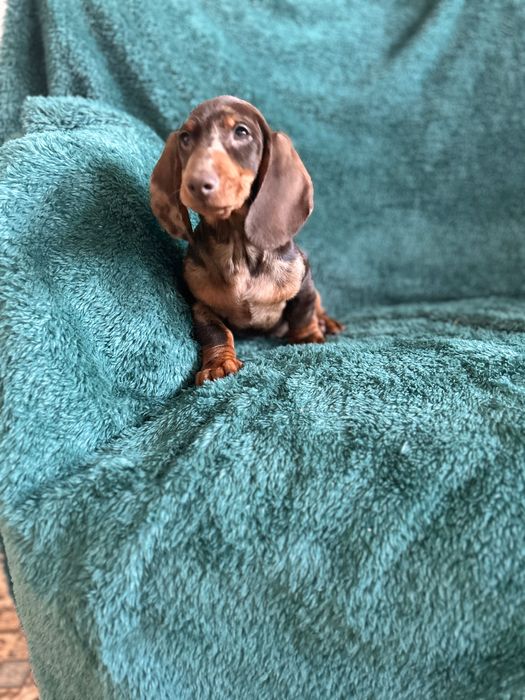 Mascul teckel cu Certificat Pedigree FCI