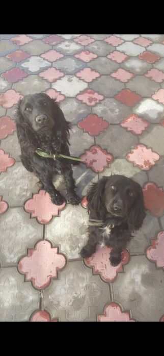 Чистокровные Спаниели