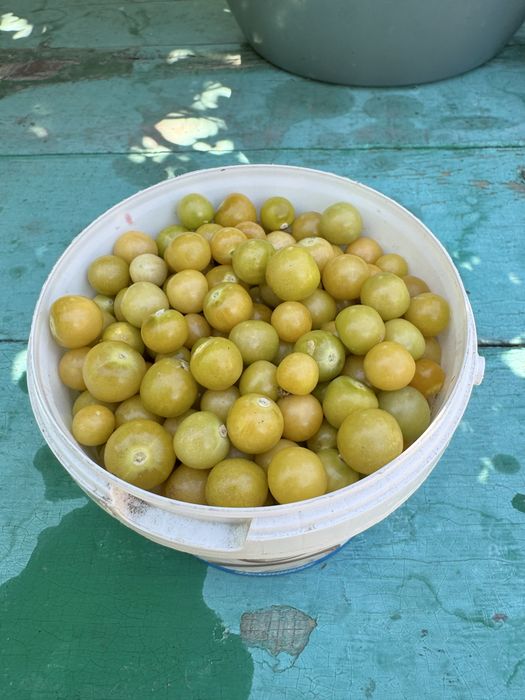 Продам физалис крупный и мелкий