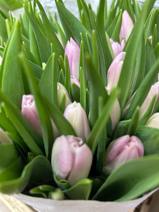 Тюльпаны Голландия