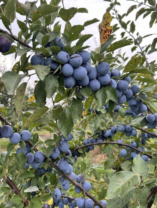 Vand prune pentru tuica