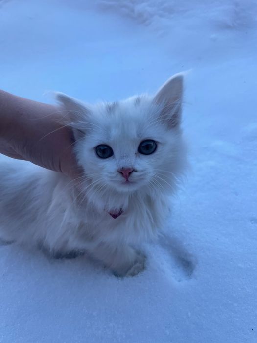 котята бесплатно