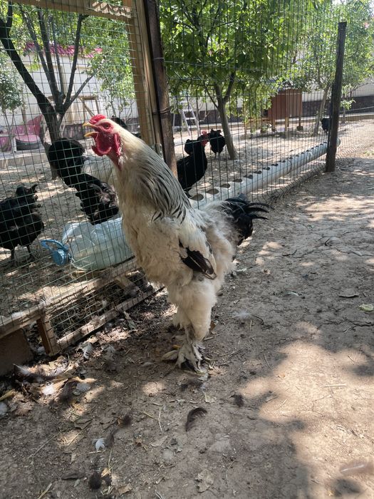 brama palvi va svetli xurozlari sotladi
