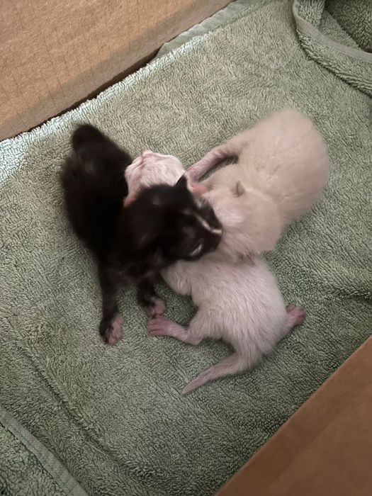 Отдам даром в хорошие руки