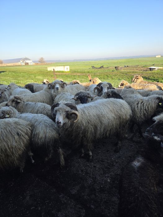 Vând berbec in viu sau carcasa