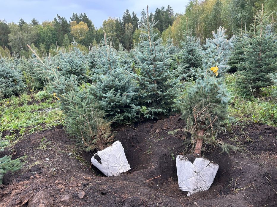 Саженцы оптом от 30 штук