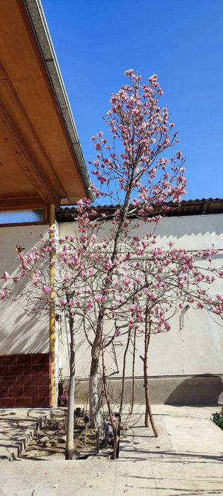 Магнолия Суланджа - декоротивное дерево