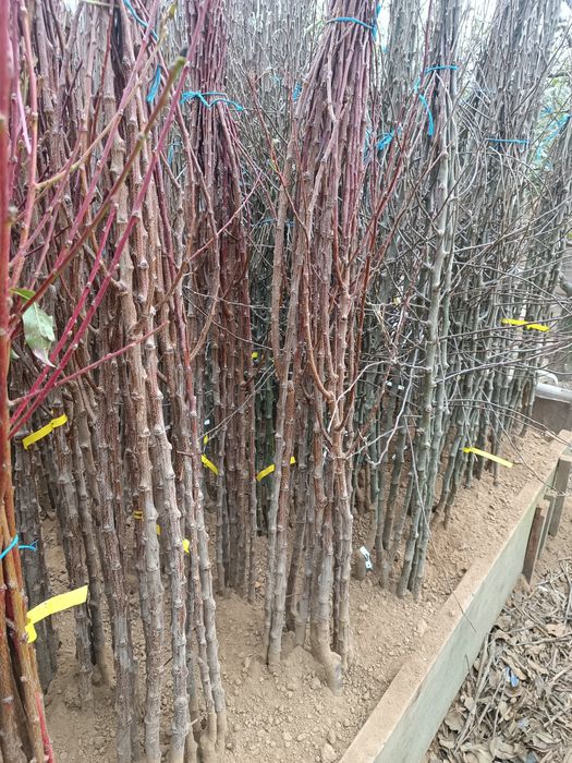 Pomi fructiferi de vânzare.Gyümolcsfa eladó.