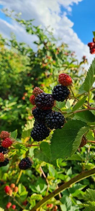 Vînd mure soiul Thornfree!!!