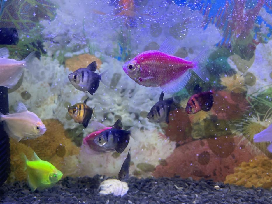 Продам рыбу аквариумный