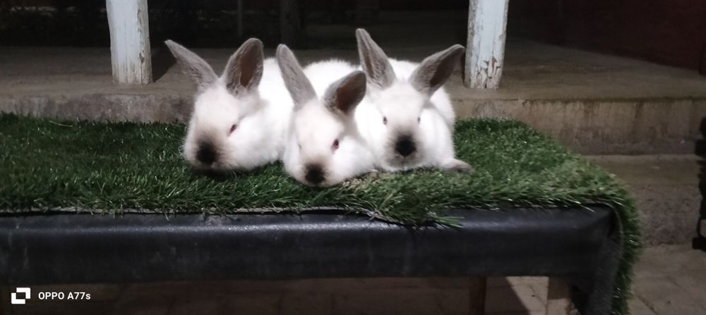 Kaliforniya quyon Sotiladi