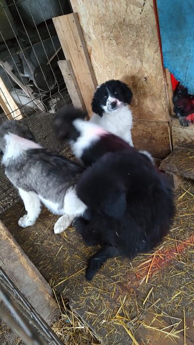 Cautam stapani iubitori