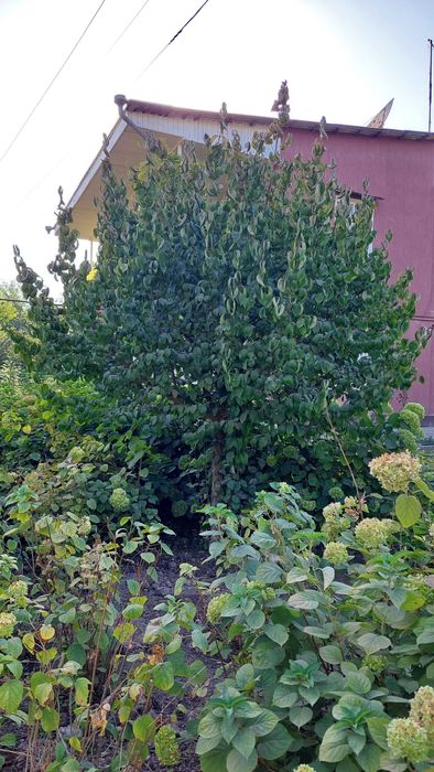 Кизил. Продаются саженцы кизила