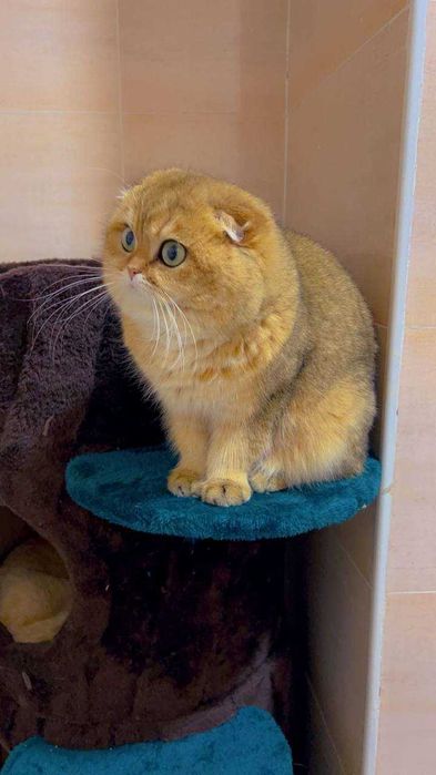 Вязка Шотландский вислоухий шиншилла