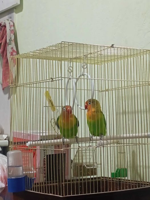 Попугаи Неразлучники