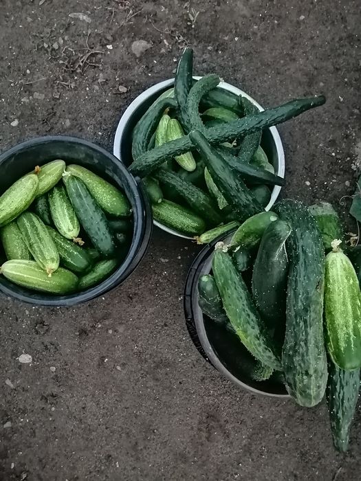 Продам домашнии огурцы