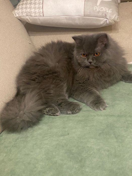 Mascul blue british longhair, pedigree, teste genetice, transport