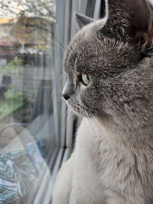 Малко късокосместо котенце