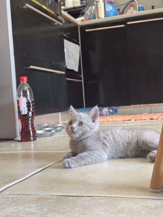 Шотландски клепоухи котенца и едно с прави уши