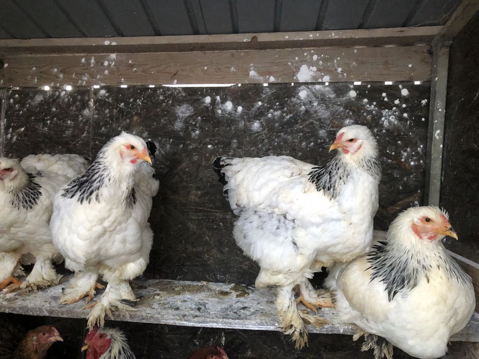 Oua pentru incubat rase deosebite