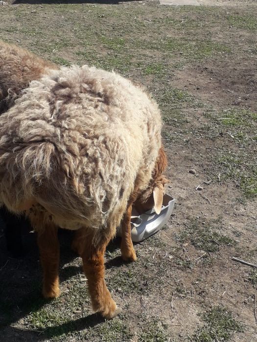 Семиз бордакы жас  кошкар сатылады
