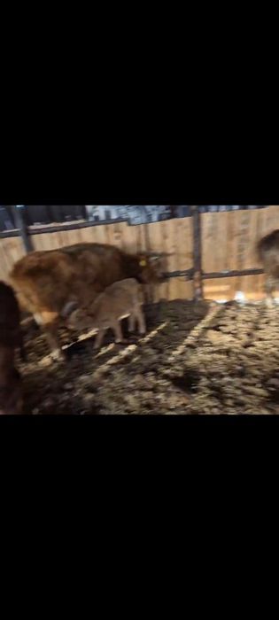 Продам коров с телятами.