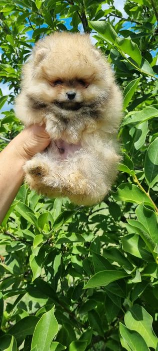 Померан померанче