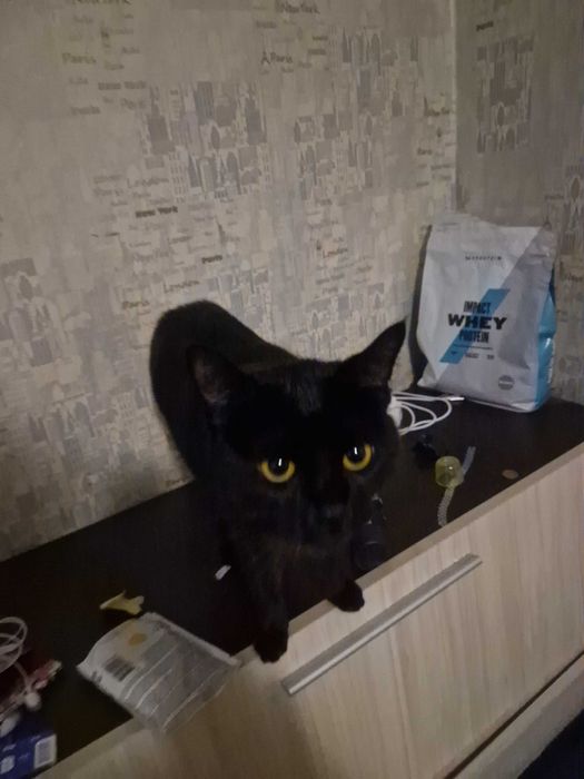 Черна принцеса ! Котенце любящо и търси своя нов дом.Поемам пътя !