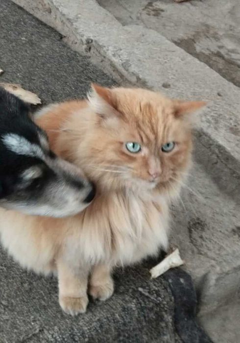 Потерялся кот кличка Боня