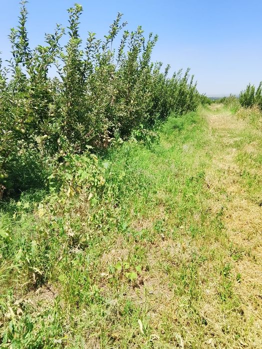 продам яблоневый сад