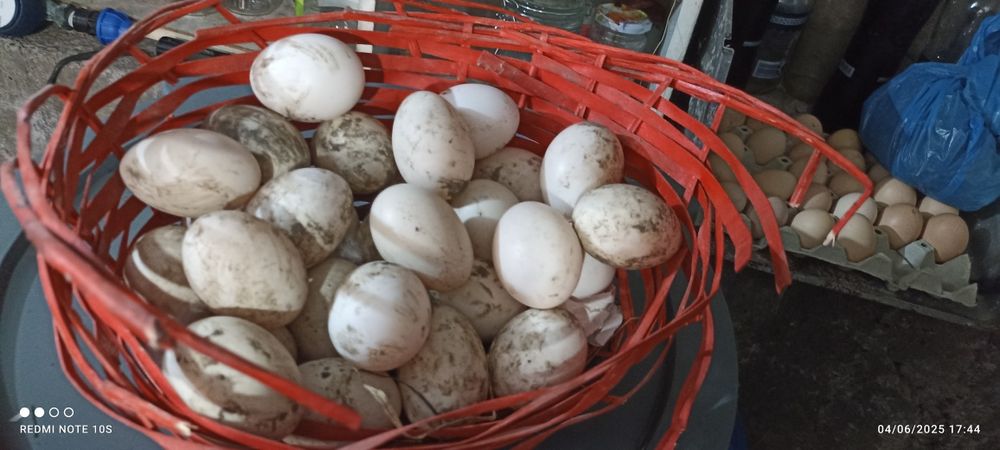 Oua gâște crețe, colos, Toulouse si  oua rate mute hibride se oua toat