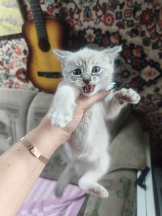 Милые котята ищут доброго хозяина