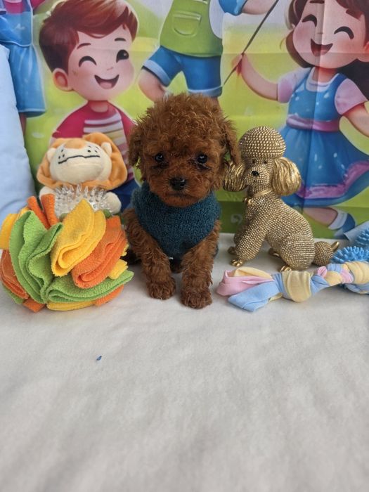 Пудел тийкъп момче с документ за произход