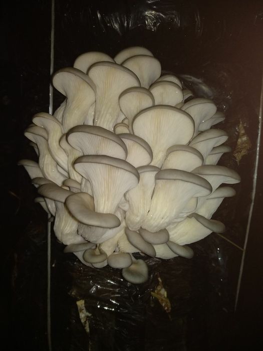 Готовые блоки Вешинки , Семена Грибов КА 17. Месистные.