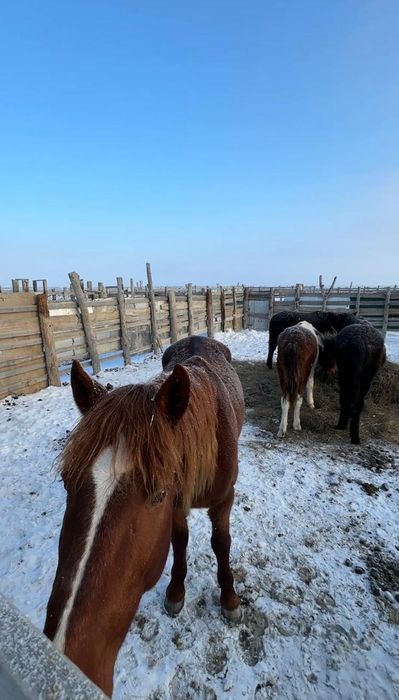 Айғыр сатылады...