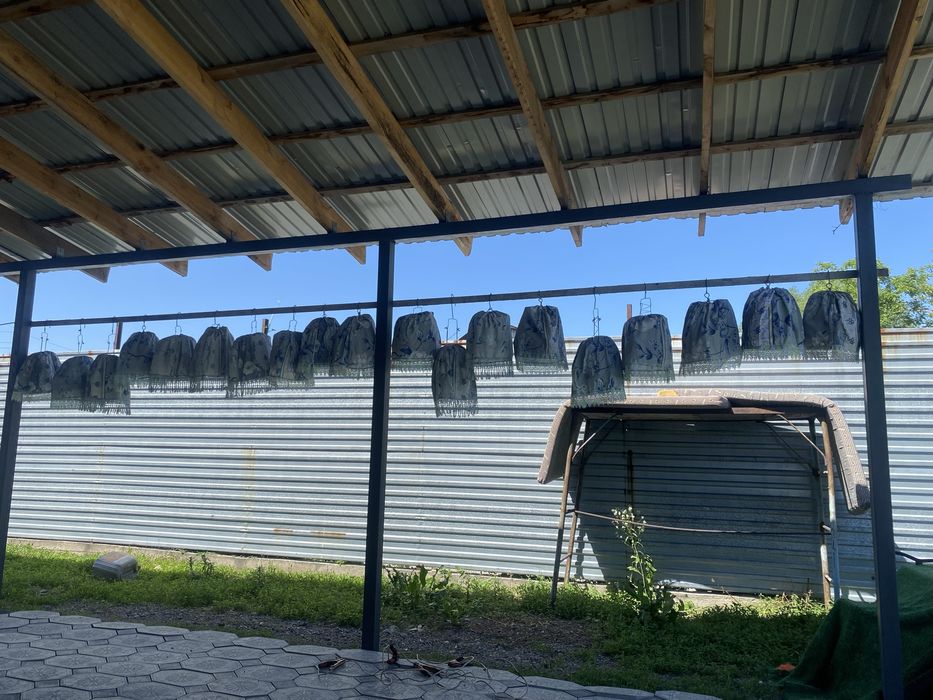 Продам поющие перепала бюдуна