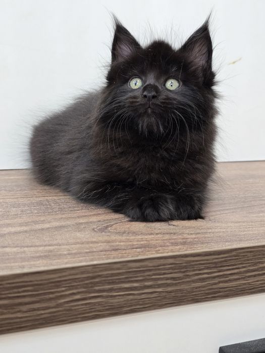 Мейн-куна девочка