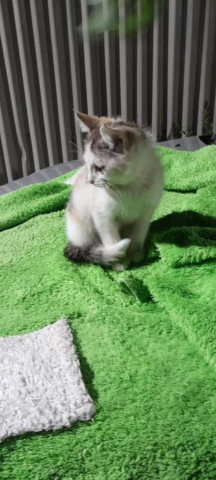 Отдам котенка в хорошие руки