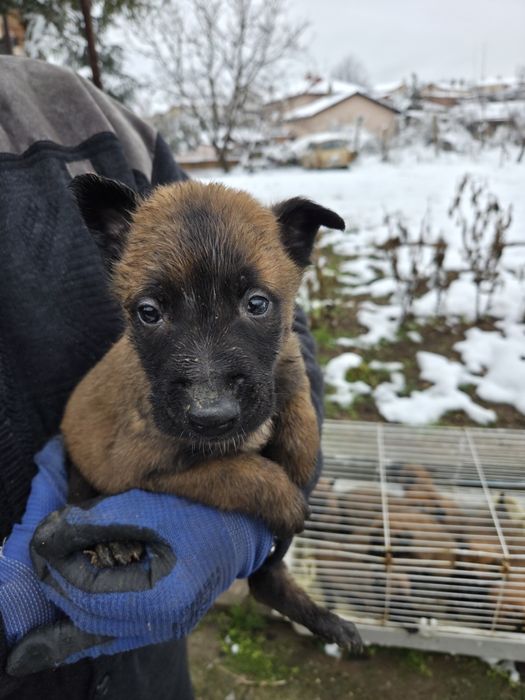 Белгийска овчарка