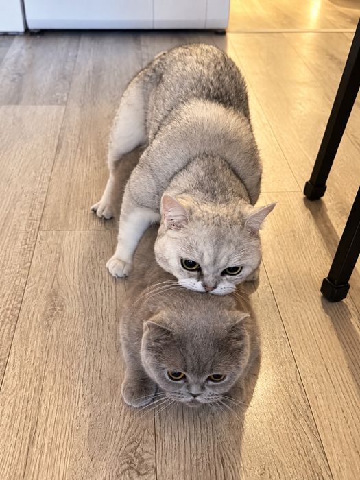 Вязка кота в Талдыкоргане!