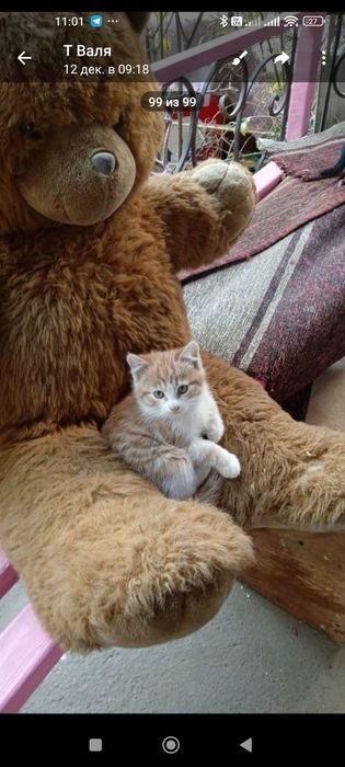 Котята 2х месячные