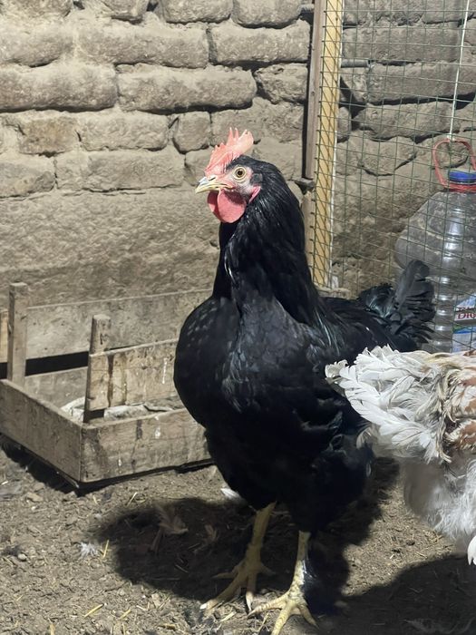 Qora shahzoda xoroz gegant 500.000