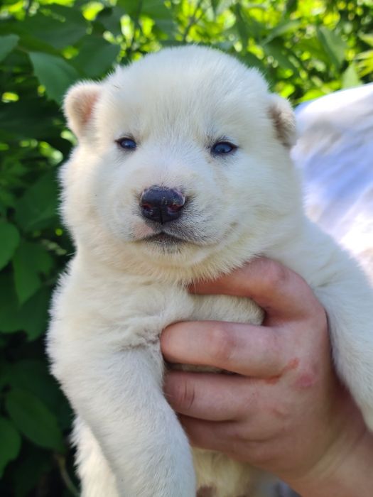 Продам щенков сибирской хаски.