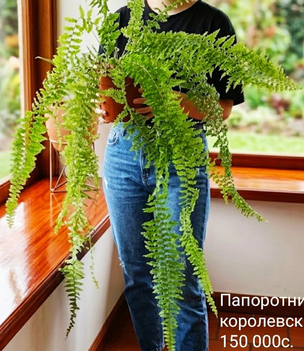 Папоротники комнатные.