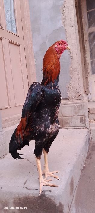 Bobo huroz sotiladi toshken shahar 100 % soglom juda chiroyli uzun nar
