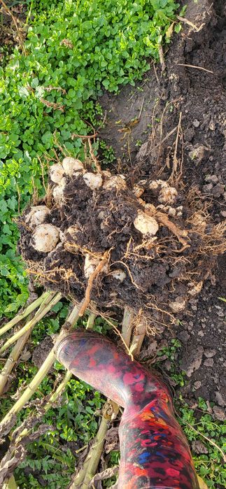 Topinambur bio productie proprie