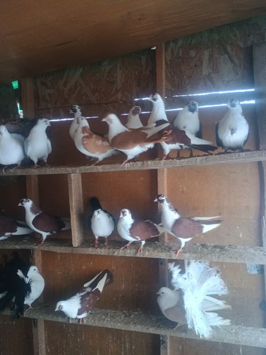 Porumbei jucători de galati