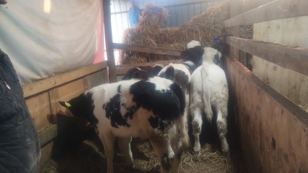 De vânzare 3 vitei și o vițea