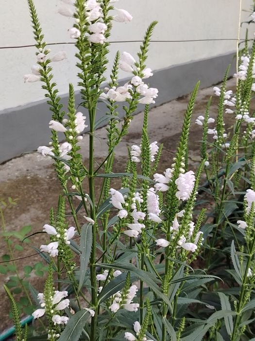 Физостегия виргинская сорт Альба-светолюбивое, обильно цветущее , расс